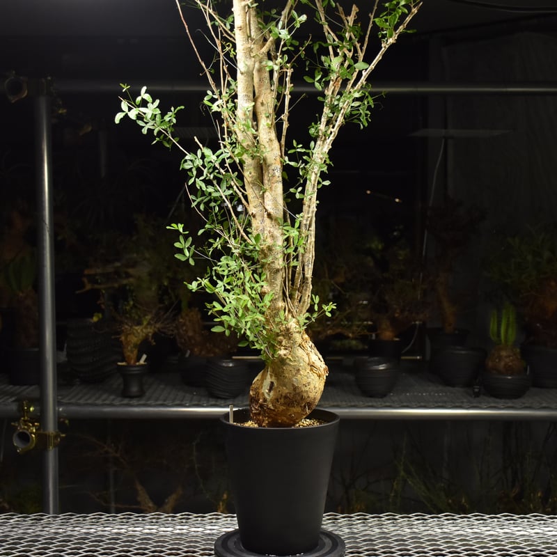 コミフォラ　フンベルティー コミフォラフンベルティ | STORES