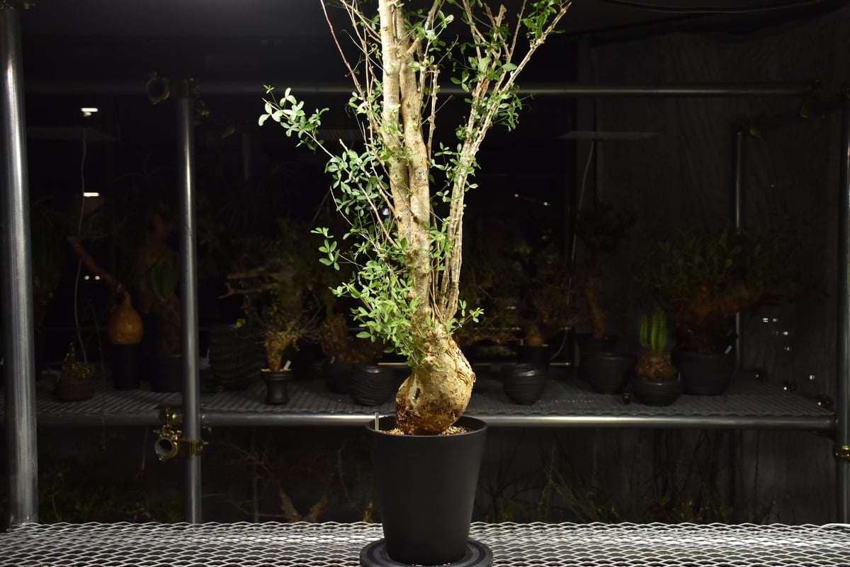 Commiphora humbertii コミフォラ フンベルティ 発根済現地株 I10 送料