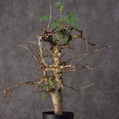 Commiphora holtziana　コミフォラ ホルトジアナ　発根済現地株　#3