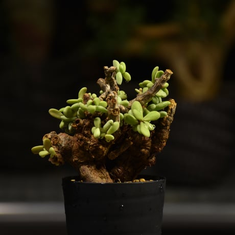 Ceraria pygmaea　ケラリア ピグマエア 発根済現地株 F1