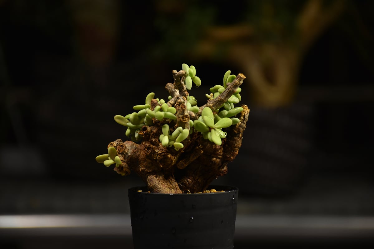 Ceraria pygmaea ケラリア ピグマエア 発根済現地株 F1 | BONDEX