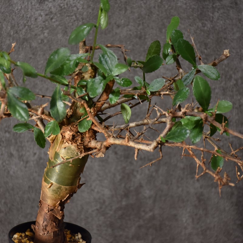 Commiphora habessinica コミフォラ ハベシニカ 発根済現地株 #6