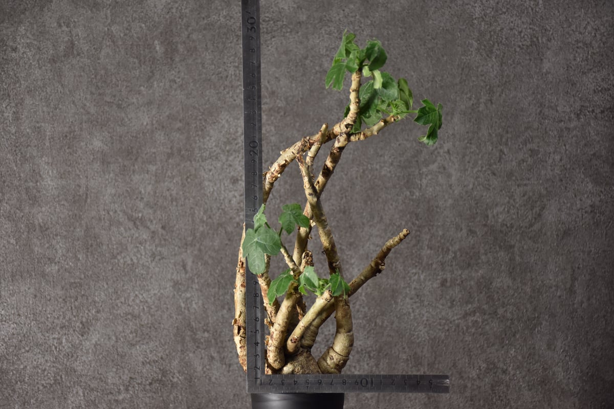 Jatropha spicata ヤトロファ スピカータ 発根済現地株 #4 | BONDEX