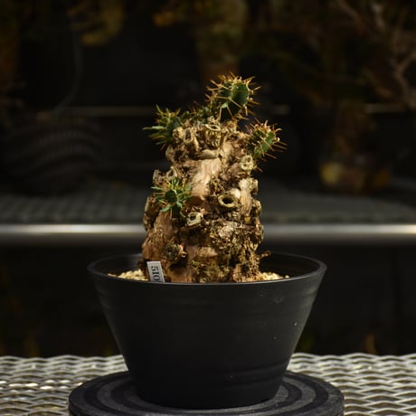Euphorbia mlanjeana　ユーフォルビア ムランジーナ 発根済現地株 I50