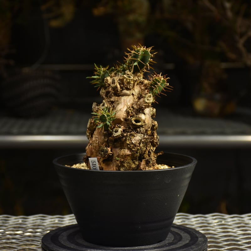 Euphorbia mlanjeana ユーフォルビア ムランジーナ 発根済現地株 I50 |
