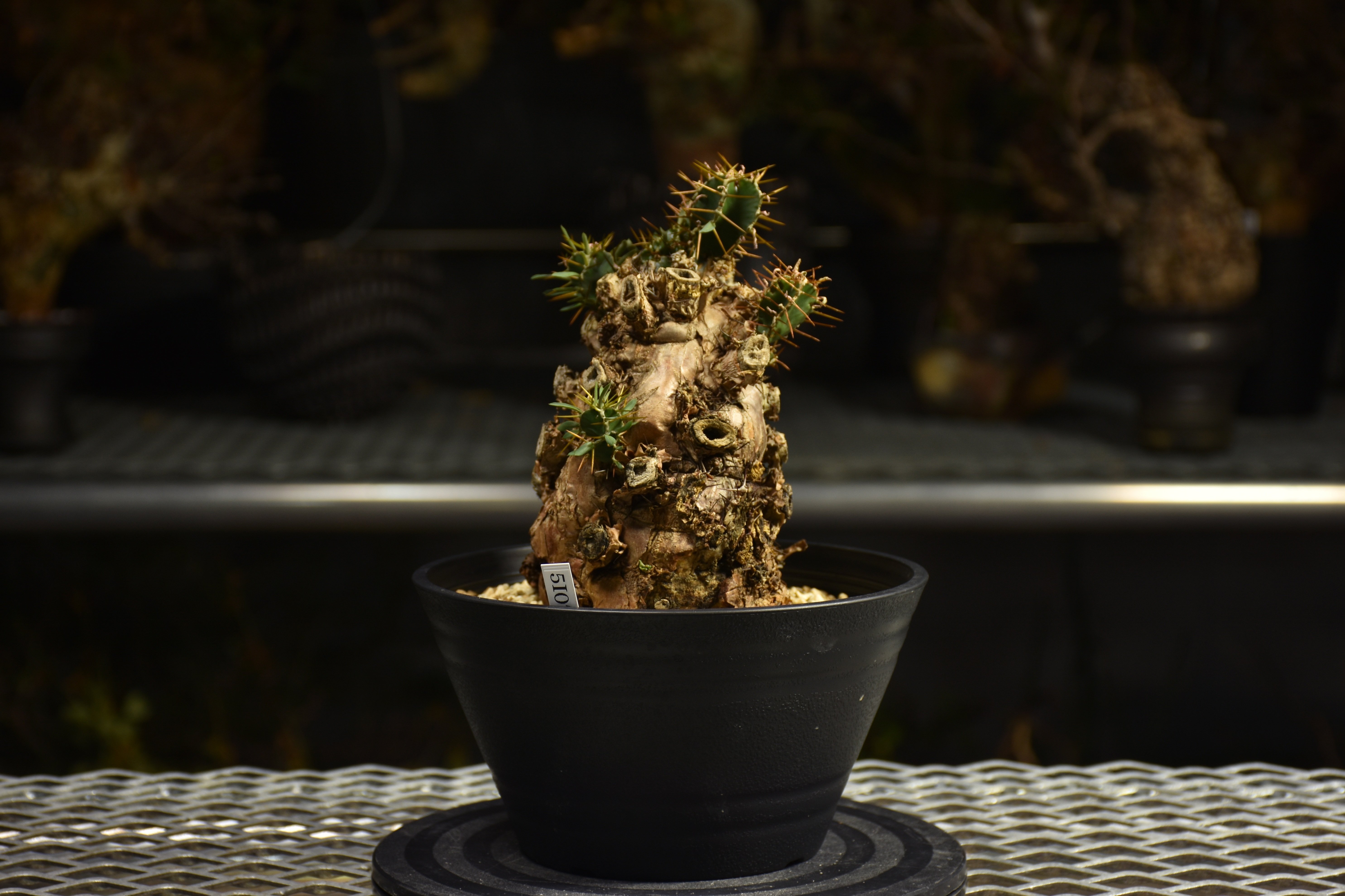 Euphorbia mlanjeana ユーフォルビア ムランジーナ 発根済現地株 I50 |