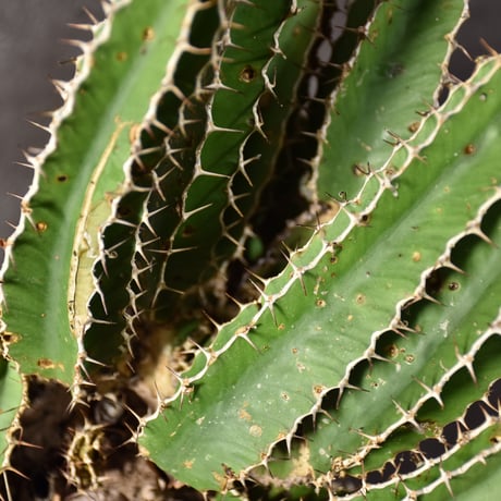 Euphorbia mlanjeana　ユーフォルビア ムランジーナ 発根済現地株 #8