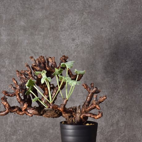 CATEGORY Pelargonium | BONDEX