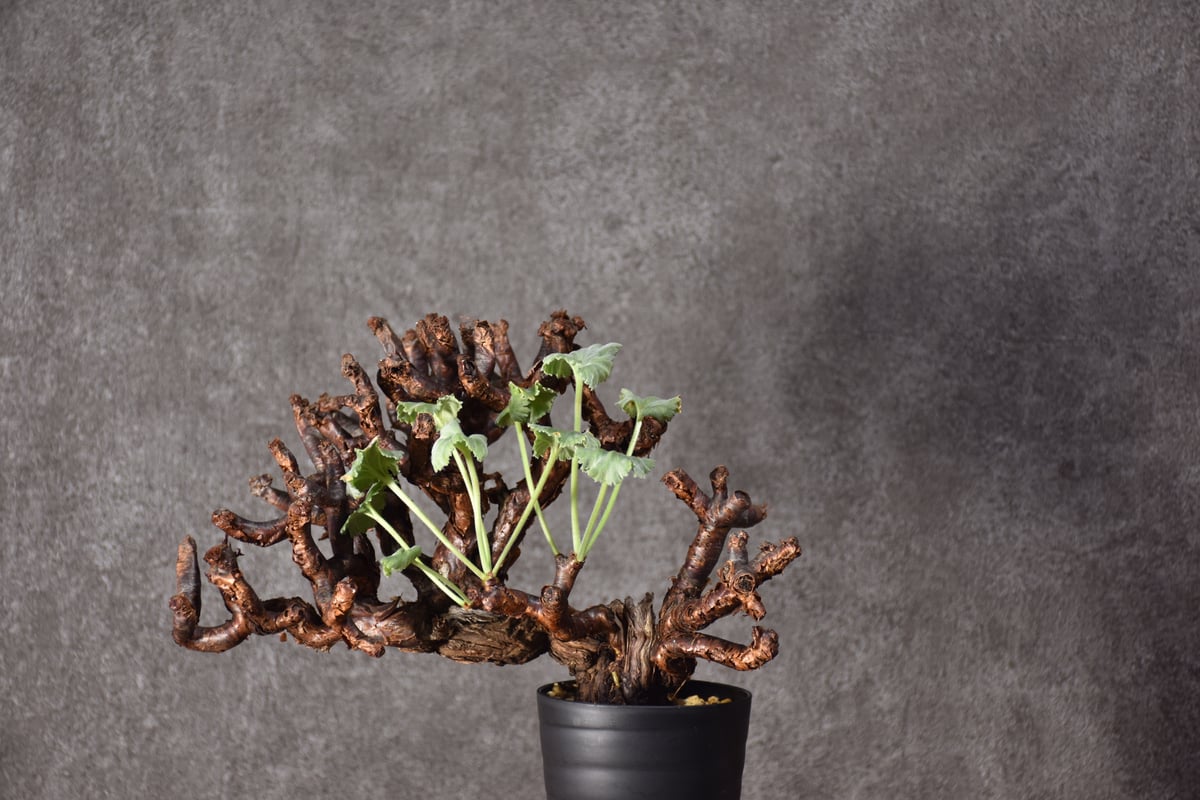 【土日値下げ】ペラルゴニウム　ミラビレ 発根済 ペラルゴニウム ミラビレ 発根済 ペラルゴニウム ミラビレ 発根