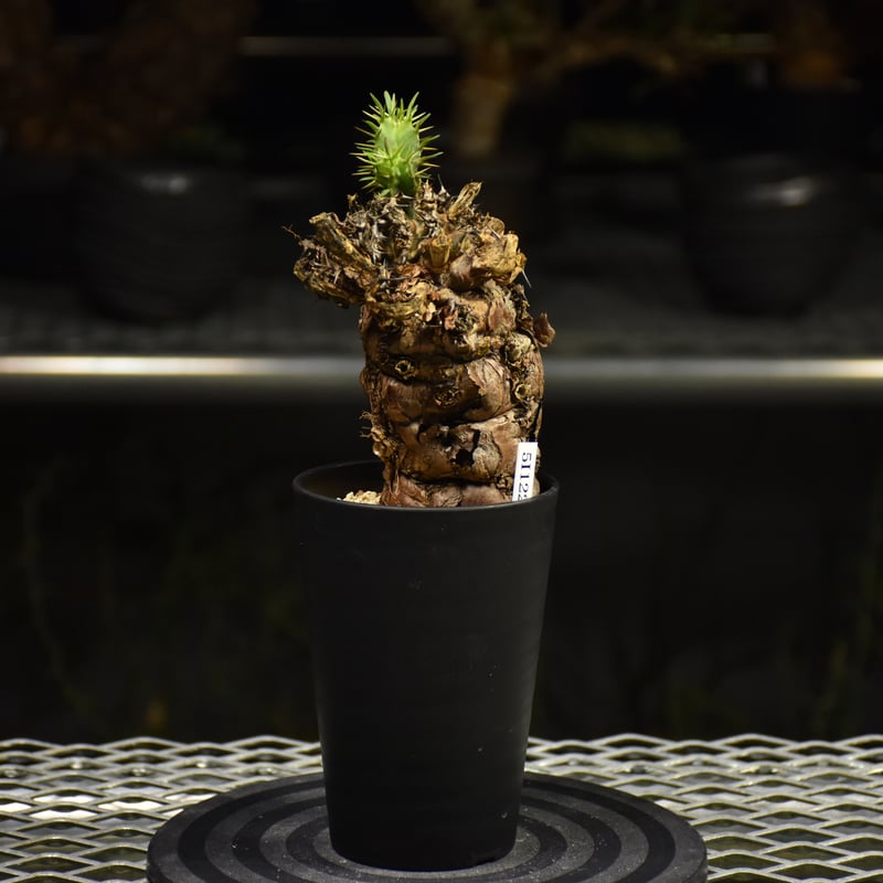 Euphorbia mlanjeana ユーフォルビア ムランジーナ 発根済現地株