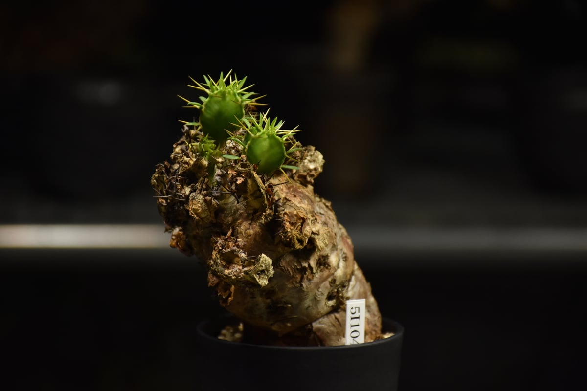 Euphorbia mlanjeana ユーフォルビア ムランジーナ 発根済現地株 I38 |