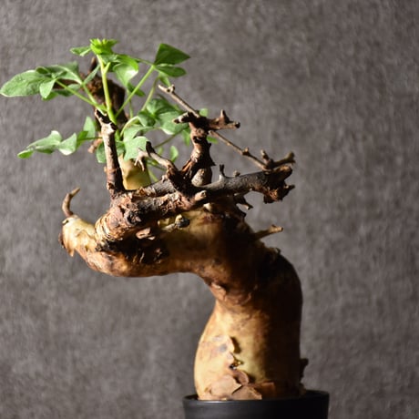 Commiphora kataf pure コミフォラ ピュアカタフ 発根済現地株 4 ソマリア産