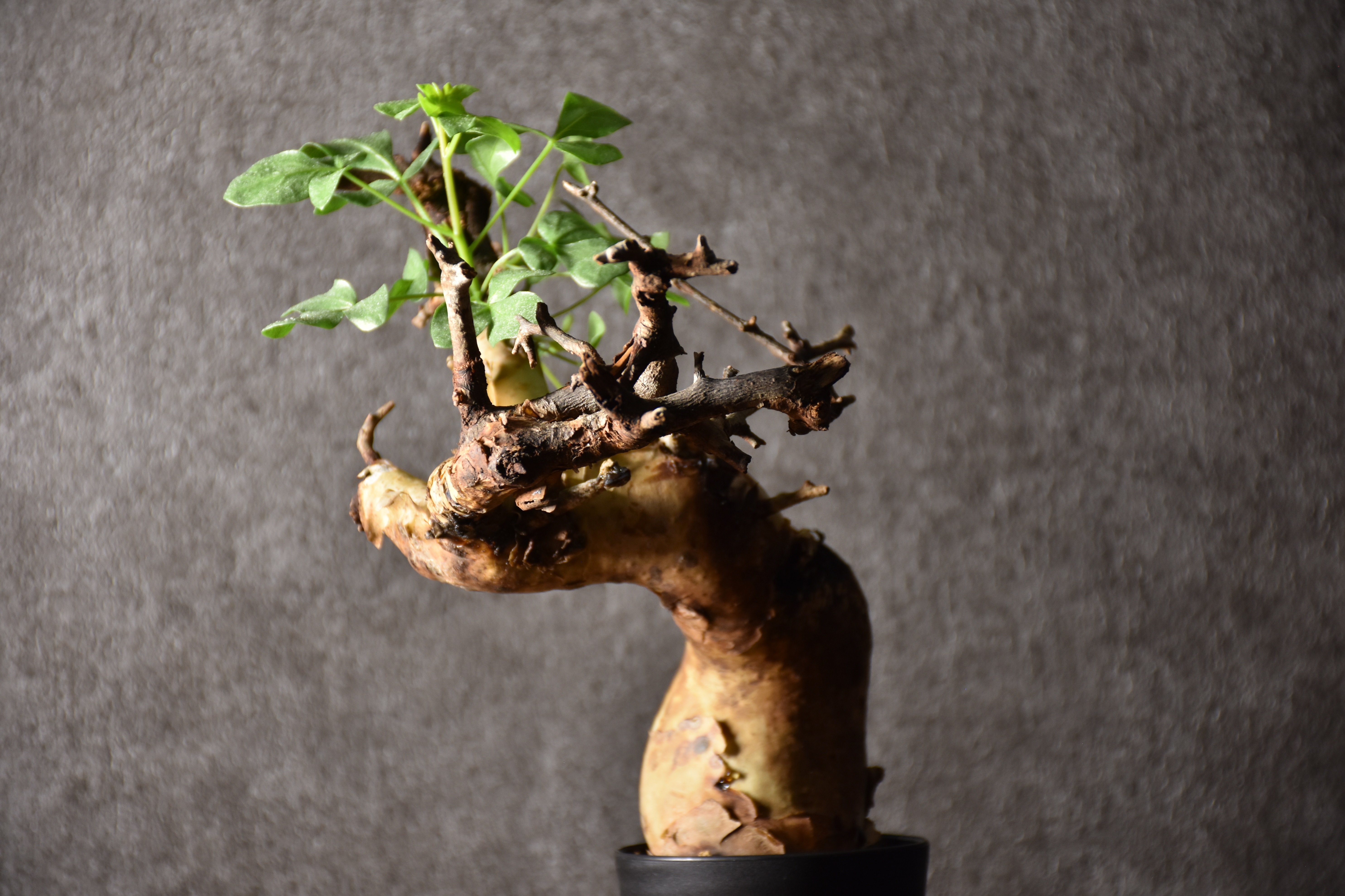 コミフォラ カタフ ピュア② Commiphora kataf pure② Commiphora kataf pure コミフォラ ピュアカタフ 発根済現地株 4 ソマリ
