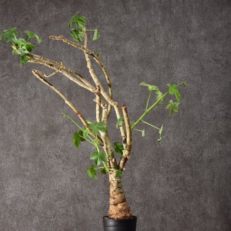 Jatropha spicata ヤトロファ スピカータ 発根済現地株 #5