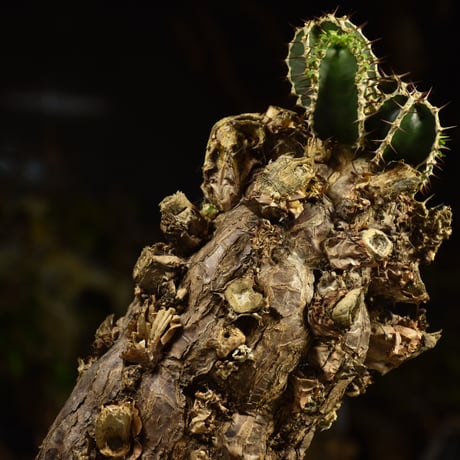 Euphorbia mlanjeana　ユーフォルビア ムランジーナ 発根済現地株 I84