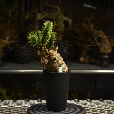 CATEGORY Euphorbia | BONDEX