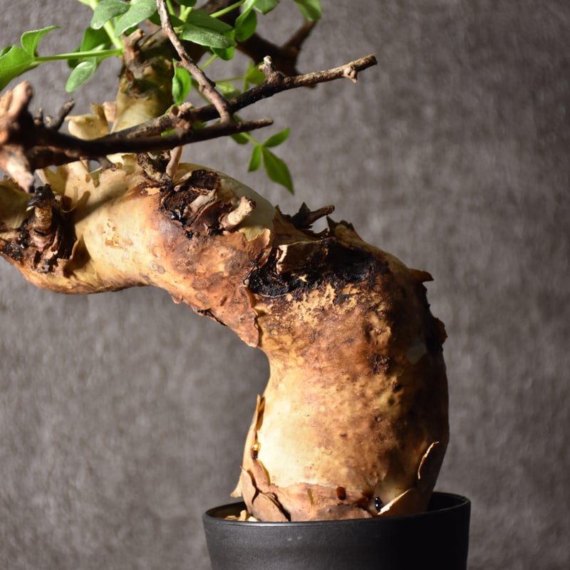 Commiphora kataf pure コミフォラ ピュアカタフ 発根済現地株 4 Commiphora kataf pure コミフォラ ピュアカタフ 発根済現地株 4