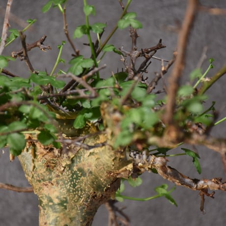 Commiphora cyclophira コミフォラ シクロフィラ 発根済現地株 #3