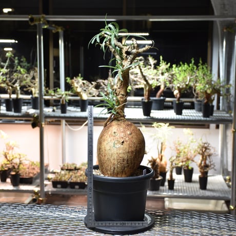 Adenium Somalense アデニウム ソマレンセ 発根済現地株 #2