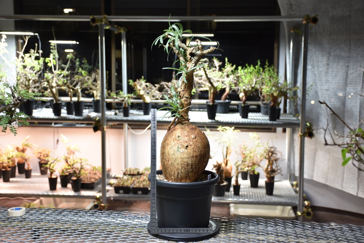 ○現地球 大株 赤肌 アデニウム ソマレンセ ノバ 現地球 大株 赤肌