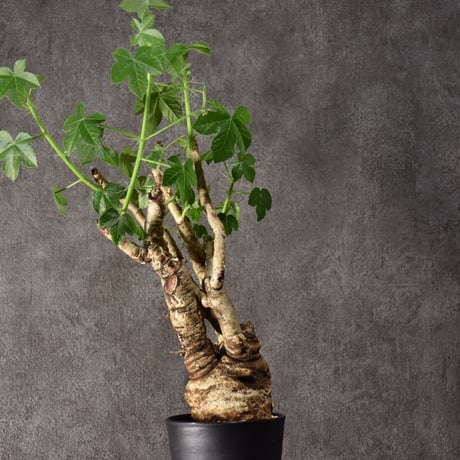 Jatropha spicata ヤトロファ スピカータ 発根済現地株 #9