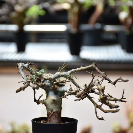 Commiphora holtziana コミフォラ ホルトジアナ 発根済現地株 #11