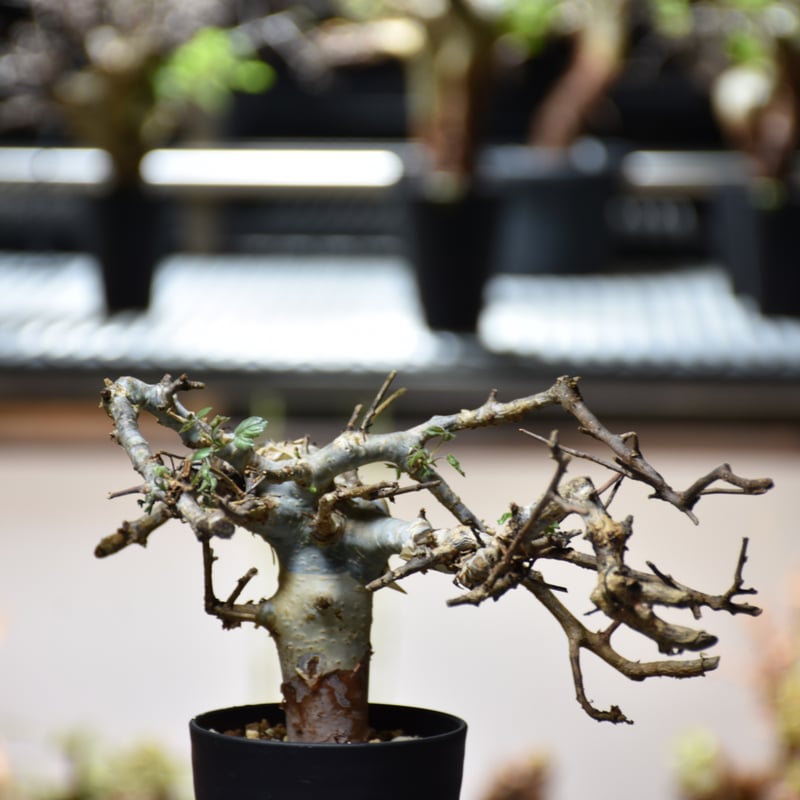 Commiphora holtziana コミフォラ ホルトジアナ 発根済現地株