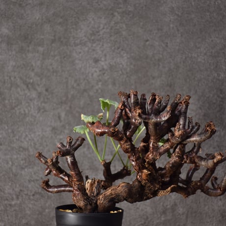 Pelargonium mirabile　ペラルゴニウム ミラビレ　発根済現地株 #2