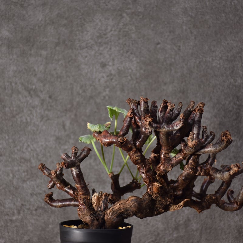 Pelargonium mirabile ペラルゴニウム ミラビレ 発根済現地株 #2 | B