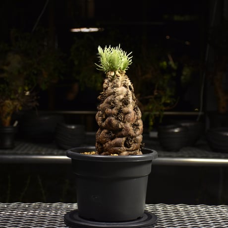 Euphorbia mlanjeana　ユーフォルビア ムランジーナ 発根済現地株 H1