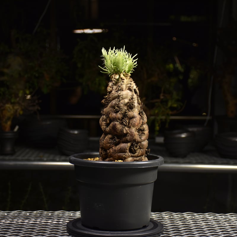 Euphorbia mlanjeana ユーフォルビア ムランジーナ 発根済現地株