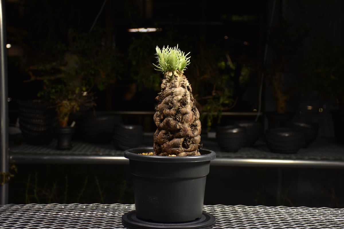 ユーフォルビア　ムランジーナ　7株セット Euphorbia mlanjeana ユーフォルビア ムランジーナ 発根済現地株
