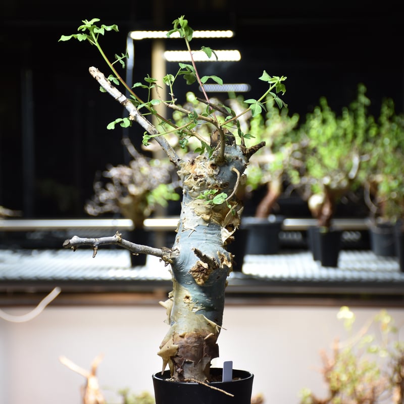 Commiphora holtziana コミフォラ ホルトジアナ 発根済現地株 #9 Commiphora holtziana コミフォラ ホルトジアナ 発根済現地株 #9
