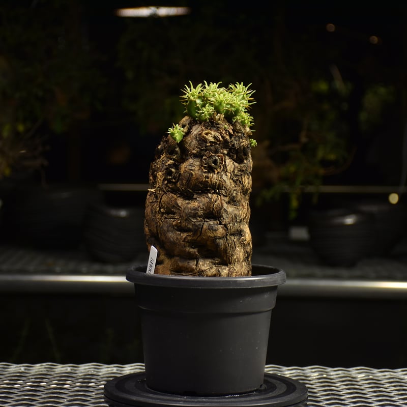 Euphorbia mlanjeana ユーフォルビア ムランジーナ 発根済現地株