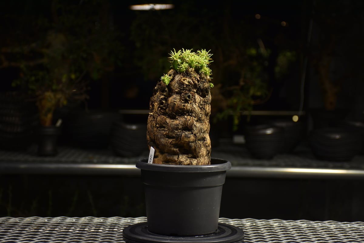 グ*ち様 3 ユーフォルビア ムランジーナ 現地球 新鮮大株 ベアルート 現地発 グ*ち様 3 ユーフォルビア ムランジーナ 現地球 新鮮大株