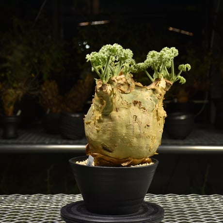Cyphostemma uter var. macropus　キフォステンマ ウター マクロプス 発根済現地株 H2