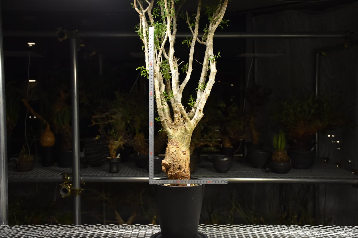 Commiphora humbertii コミフォラ フンベルティ 発根済現地株 I9 送料着