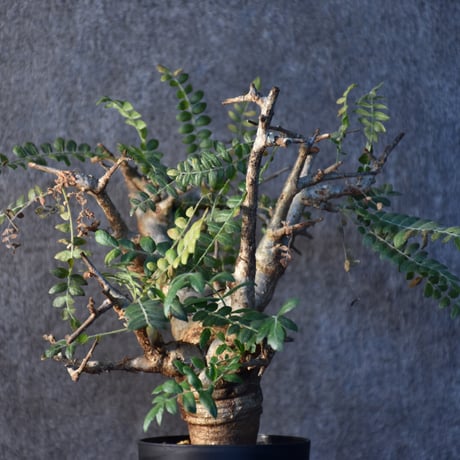 Boswellia neglecta　ボスウェリア ネグレクタ　発根済現地株　#2