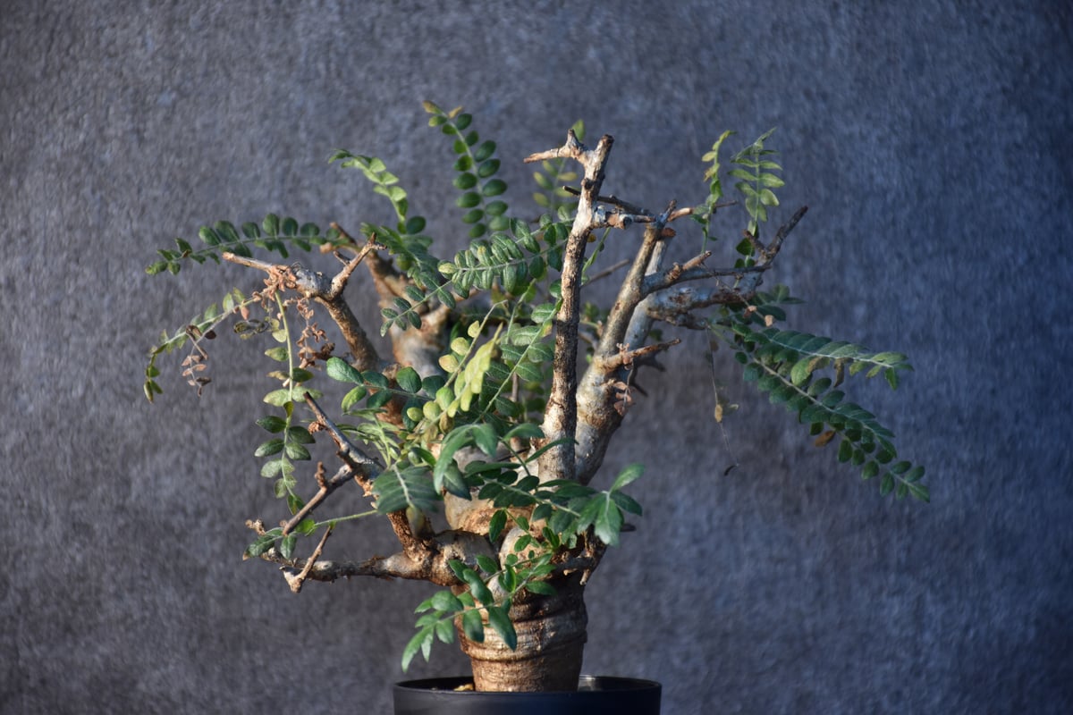 Boswellia neglecta ボスウェリア ネグレクタ 発根済現地株 #2 | BONDEX