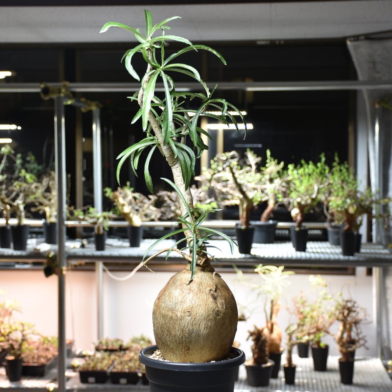 アデニア ソマレンセ 現地球 発根済 盆栽株 Adenium Somalense アデニウム ソマレンセ 発根済現地株 #1 | BONDEX