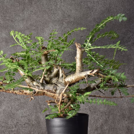 Boswellia neglecta　ボスウェリア ネグレクタ　発根済現地株　#6