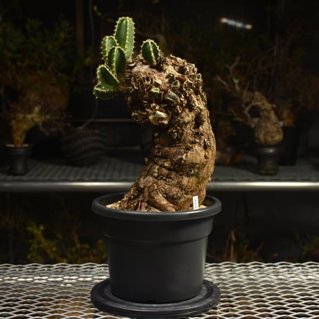 Euphorbia mlanjeana　ユーフォルビア ムランジーナ 発根済現地株 I45