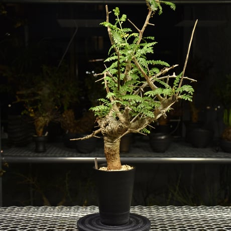 Boswellia neglecta　ボスウェリア ネグレクタ　発根済現地株　H14