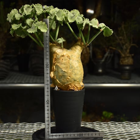 Cyphostemma uter var. macropus　キフォステンマ ウター マクロプス 発根済現地株 I58