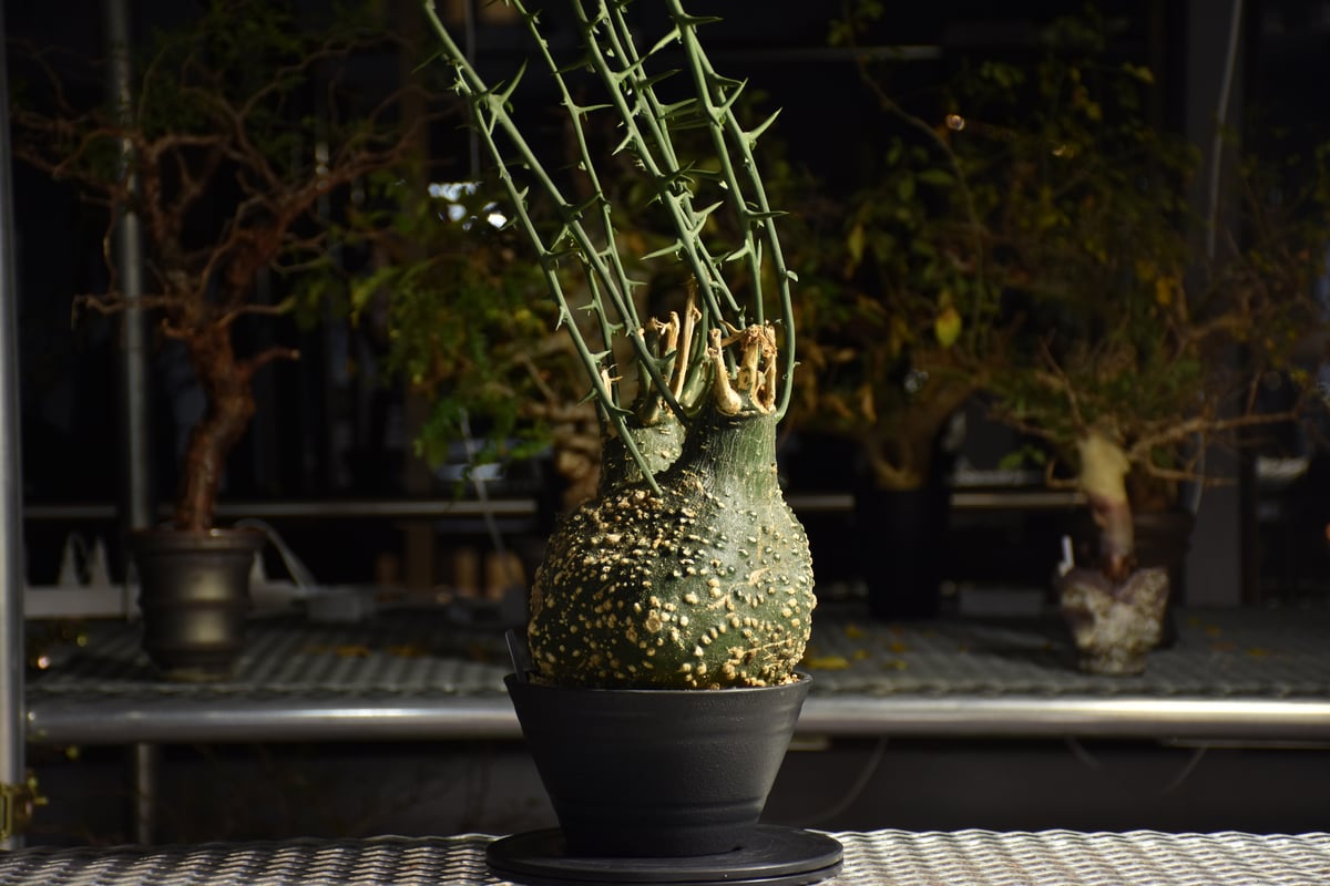 アデニア グロボーサ 現地球 Adenia grobosa アデニア グロボーサ 発根済現地株 D28 | BONDEX