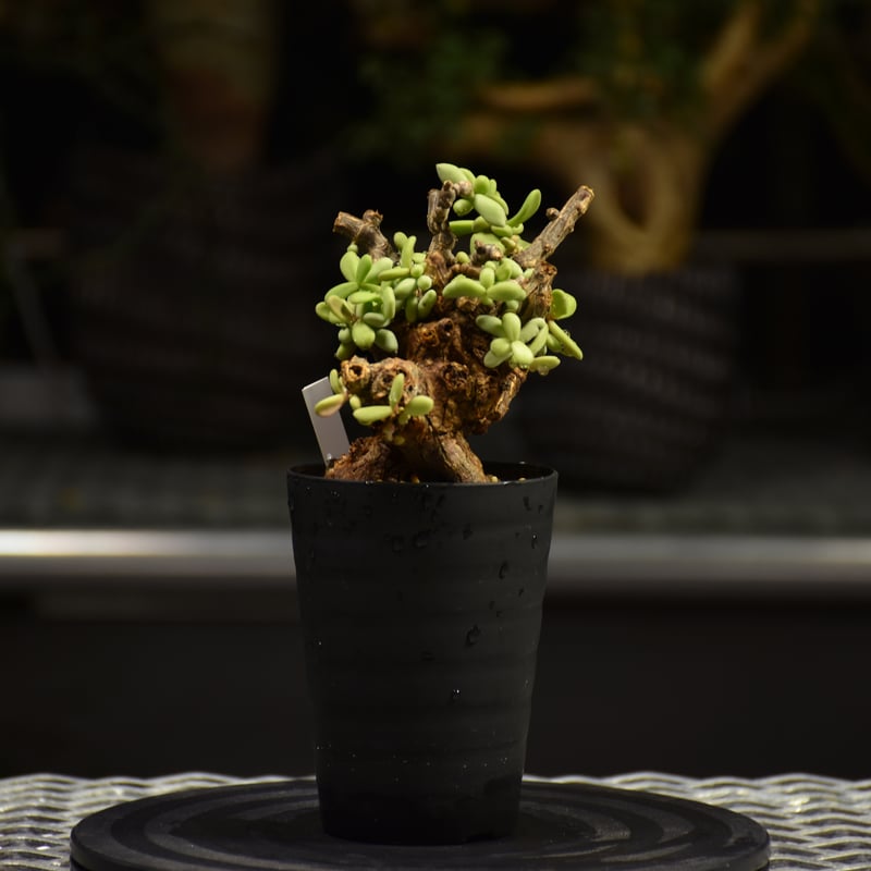 Ceraria pygmaea ケラリア ピグマエア 発根済現地株 F1 | BONDEX