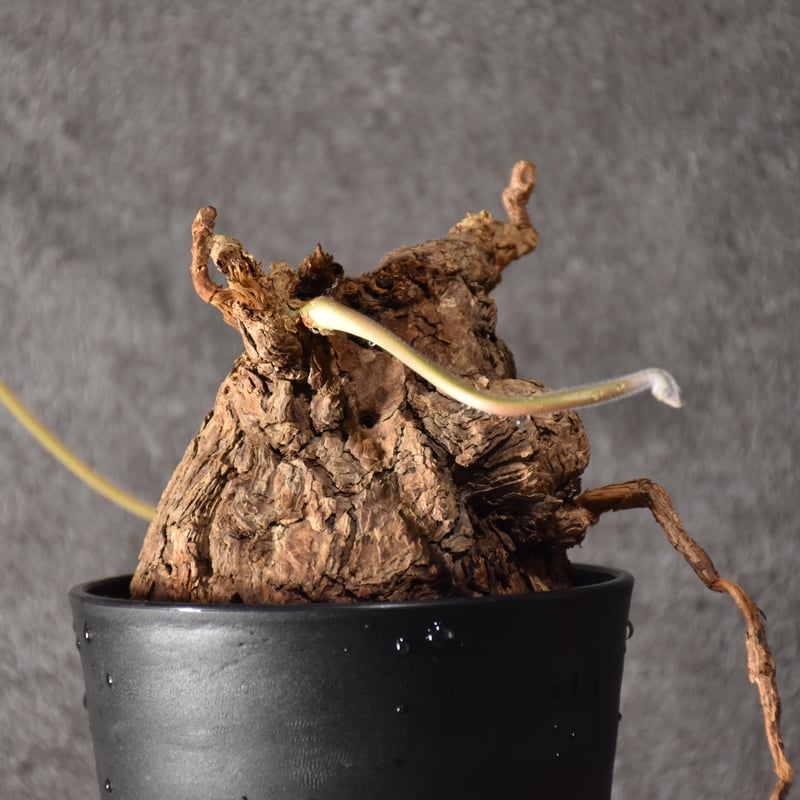 Pelargonium triste ペラルゴニウム トリステ 発根済現地株 #5 | BONDEX