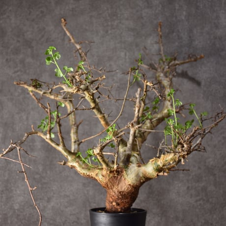 ま*ぁ様 特大 コミフォラ シクロフィラ Commiphora Cyclophy