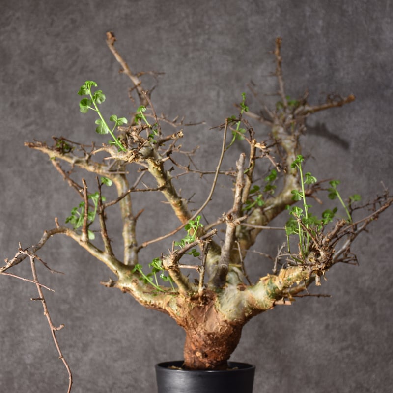 Commiphora cyclophira コミフォラ シクロフィラ 発根済現地株