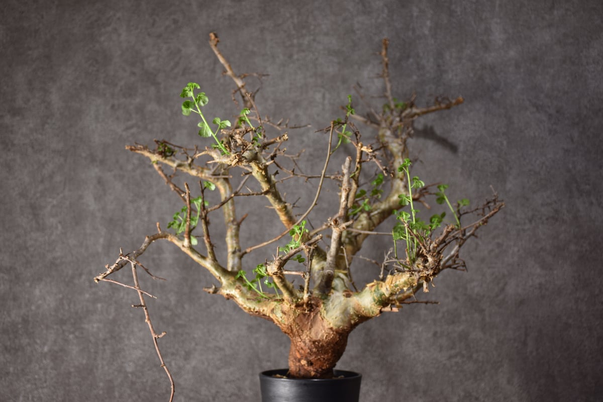 ま*ぁ様 特大 コミフォラ シクロフィラ Commiphora Cyclophy ま*ぁ様 特大 コミフォラ シクロフィラ Commiphora Cyclophy ま